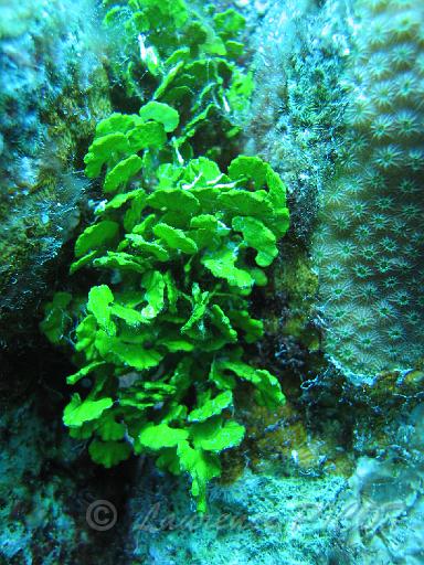 halimeda tuna.JPG